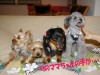 Hoa Kalua ミニ・イベント 開催しました!